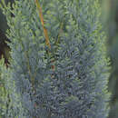 Säulenzypresse - Chamaecyparis lawsoniana 'Alumii'