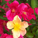 Rose 'Mutabilis' (turkestanica) - Historische Strauchrose