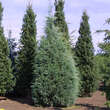 Juniperus scopulorum 'Wichita Blue': Bild 1/1