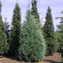 Juniperus scopulorum 'Wichita Blue' - Baumwacholder