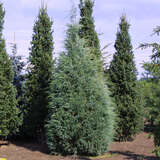 Juniperus scopulorum 'Wichita Blue' - Baumwacholder