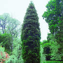 Calocedrus decurrens 'Pillar' - Säulen-Weihrauchzeder