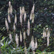 Actaea racemosa cordifolia: Bild 1/2