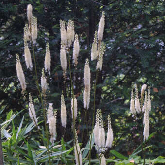 Actaea racemosa cordifolia