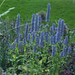 Agastache foeniculum: Bild 2/2