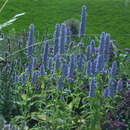 Agastache foeniculum - Mexikanischer Ysop