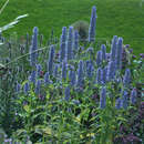 Agastache foeniculum - Mexikanischer Ysop