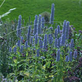 Agastache foeniculum - Mexikanischer Ysop