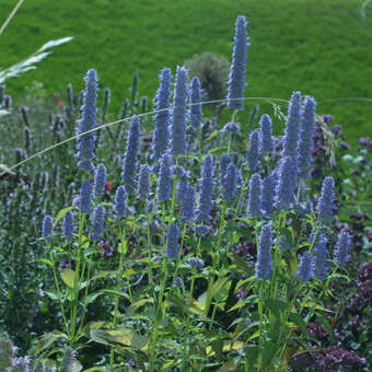 Agastache foeniculum