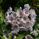 Kalmia latifolia 'Peppermint' - Berglorbeer, Porzellanstrauch, Lorbeerrose