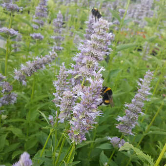 Agastache foeniculum