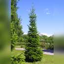 Cedrus deodara 'Kelly Gold' - Gelbe Himalajazeder