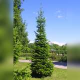 Cedrus deodara 'Kelly Gold' - Gelbe Himalajazeder