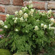 Corydalis ochroleuca: Bild 2/2