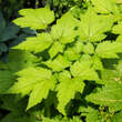 Actaea racemosa cordifolia: Bild 2/2