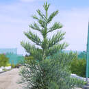 Blauer Mammutbaum - Sequoiadendron giganteum 'Glaucum'