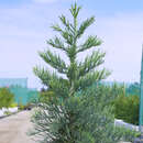 Sequoiadendron giganteum 'Glaucum' - Blauer Mammutbaum
