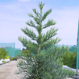 Sequoiadendron giganteum 'Glaucum' - Blauer Mammutbaum