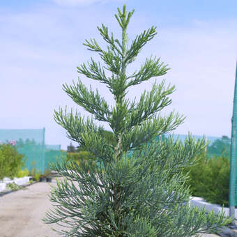 Sequoiadendron giganteum 'Glaucum'
