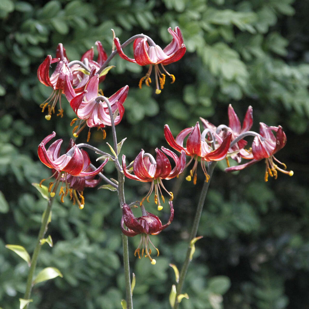 T rkenbundlilie Lilium Martagon Claude Shride Rot t-rkenbundlilie-lilium-martagon-claude-shride-rot