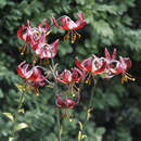 Lilium martagon 'Claude Shride' - Türkenbundlilie