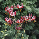 Lilium martagon  'Claude Shride' - Türkenbundlilie