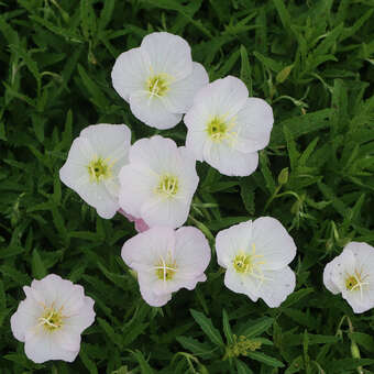 Oenothera speciosa 'Alba'