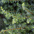 Juniperus communis 'Meyer': Bild 1/1