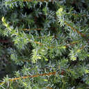 Thuja aktion