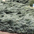 Juniperus virginiana 'Hetz': Bild 1/3