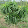 Prunus persica 'Diamond': Bild 6/7
