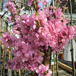 Prunus persica 'Diamond': Bild 7/11