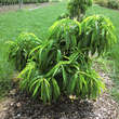Prunus persica 'Diamond': Bild 7/7
