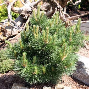 Pinus nigra 'Hornibrookiana'