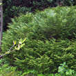 Thujopsis dolabrata: Bild 1/2