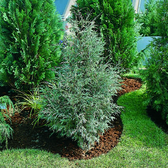 Juniperus scopulorum 'Springbank'