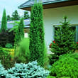 Juniperus communis 'Hibernica': Bild 1/1
