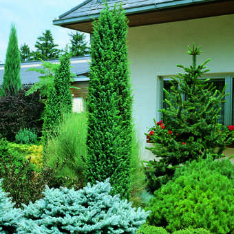 Juniperus communis 'Hibernica'