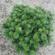 Abies koreana 'Cis': Bild 1/1