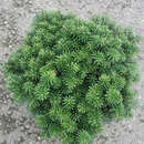 Abies koreana 'Cis' - Kugel-Koreatanne