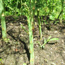 Asparagus officinalis Grünspargel - Grünspargel