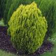 Platycladus orientalis 'Aurea Nana': Bild 1/2