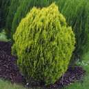 Platycladus orientalis 'Aurea Nana' - Zwerg-Goldthuje