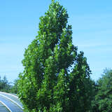 Liriodendron tul. 'Fastigiatum' - Säulen-Tulpenbaum