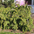 Thuja occidentalis 'Pendula': Bild 1/1