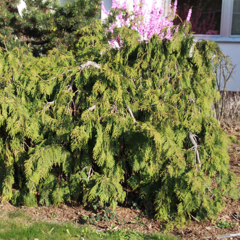 Hngethuje - Thuja occidentalis 'Pendula' - grn