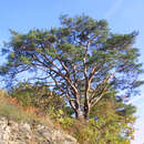 Pinus sylvestris - Weißföhre, Rotföhre
