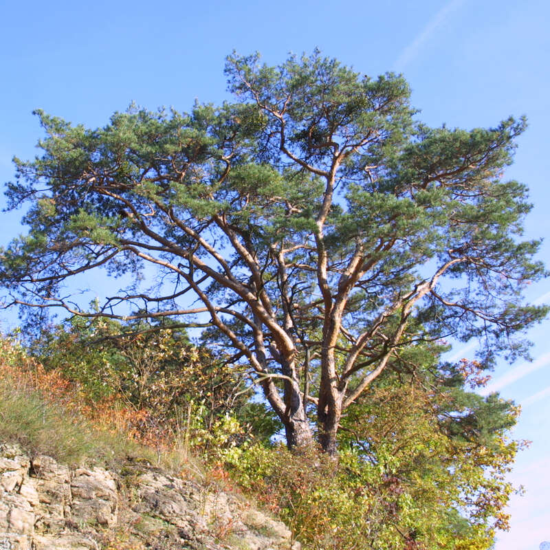 Weißföhre, Rotföhre Pinus sylvestris