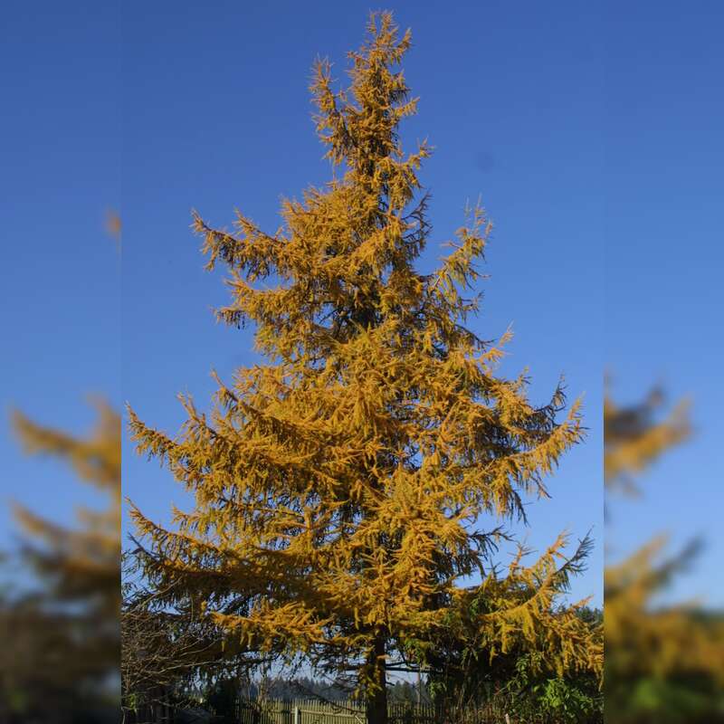 Europäische Lärche Larix decidua