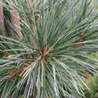 Pinus flex. 'Vanderwolf's Pyramid': Bild 1/4